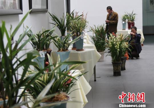 臺灣蘭展25日在廣東順德陳村花卉世界揭幕，展出500多盆臺灣蘭花