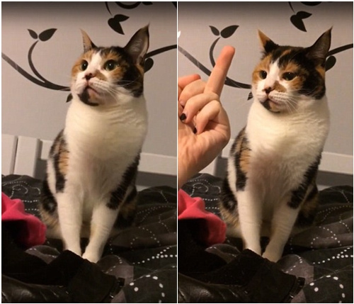 ](mi)Yò؈䱻Qָŭҧˡ?f)D
