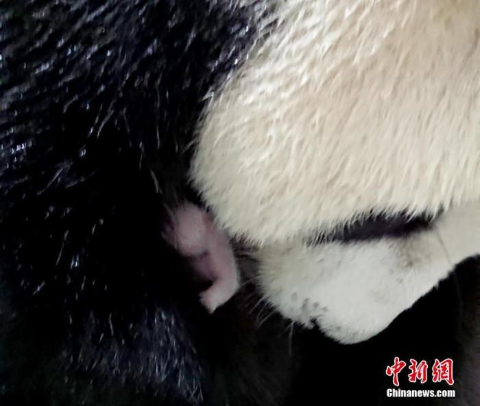 資料圖：6月29日消息，從中國大熊貓保護研究中心獲悉，贈臺大熊貓“圓圓”于28日在臺北動物園順利產下幼仔。 臺北動物園供圖